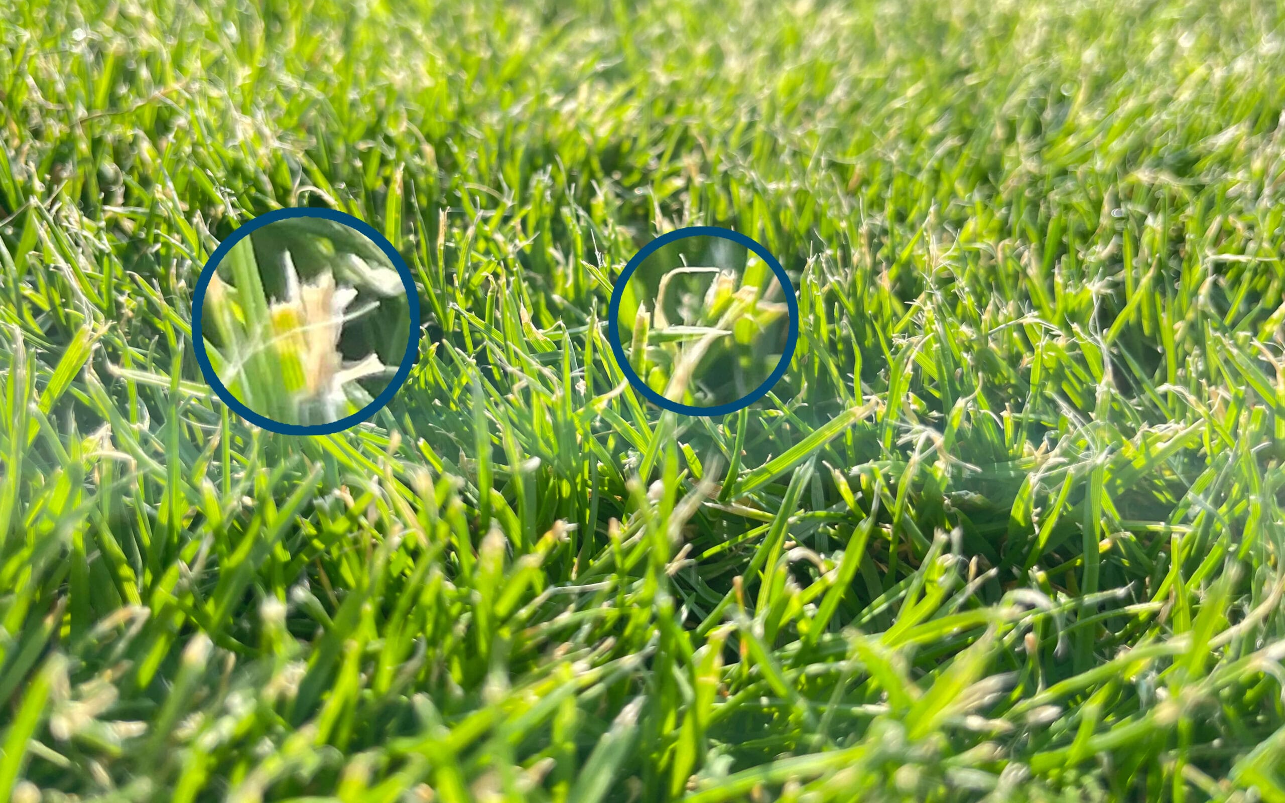 grashalme-beschaedigt Grashalme durch stumpfe Messer beschädigt.